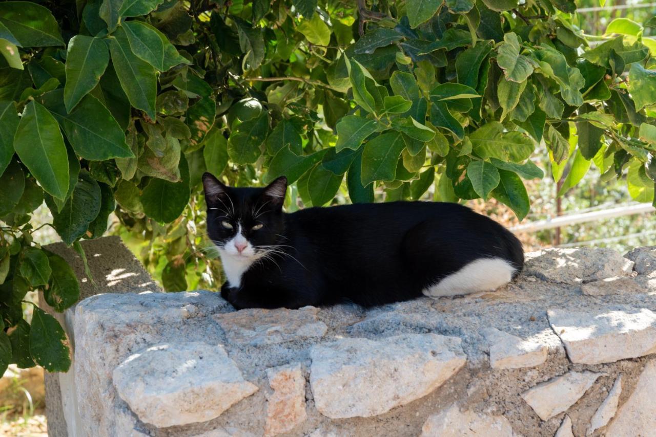 Sunny Hideaway Residence Close To The Nature Argoulidhés Εξωτερικό φωτογραφία